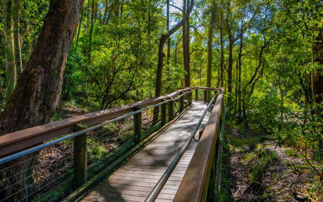 Local Insights Edition 15: New Lambton & Surrounds