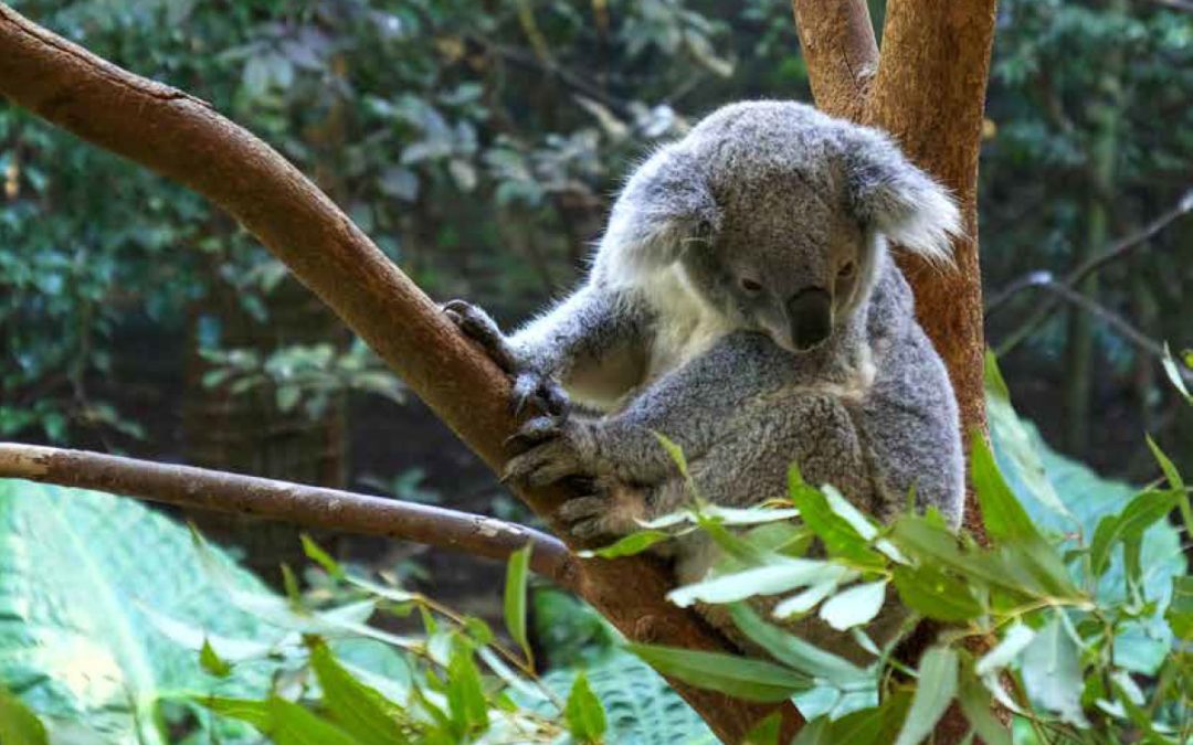 Local Insights Edition 17: New Lambton & Surrounds