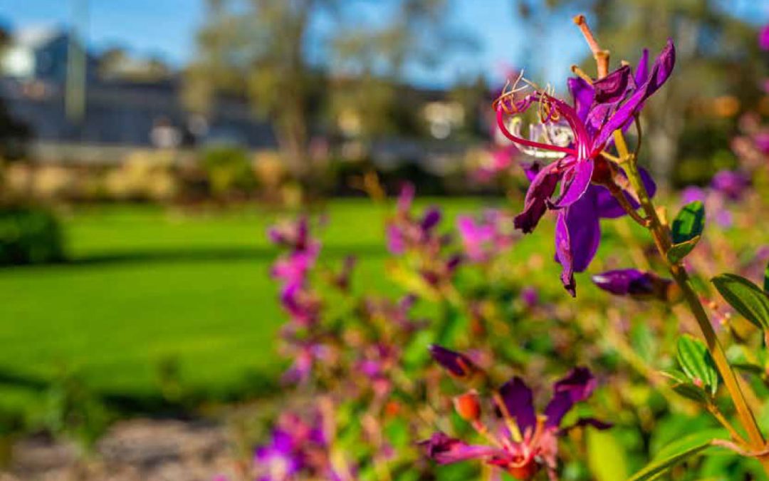 Local Insights Edition 17: Western Suburbs