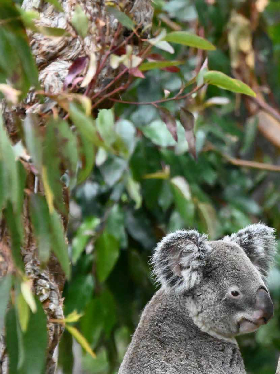 Local Insights Edition 20: New Lambton and Surrounds